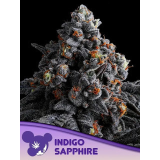 Indigo Sapphire - Féminisée - Anesia Seeds | ROOTS-SEEDS.FR