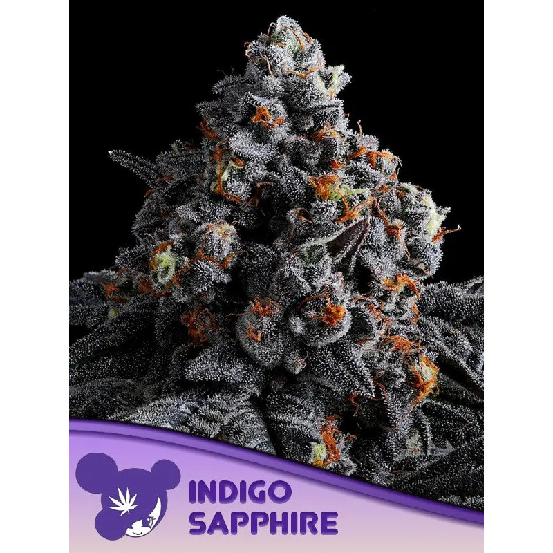 Indigo Sapphire - Féminisée - Anesia Seeds | ROOTS-SEEDS.FR