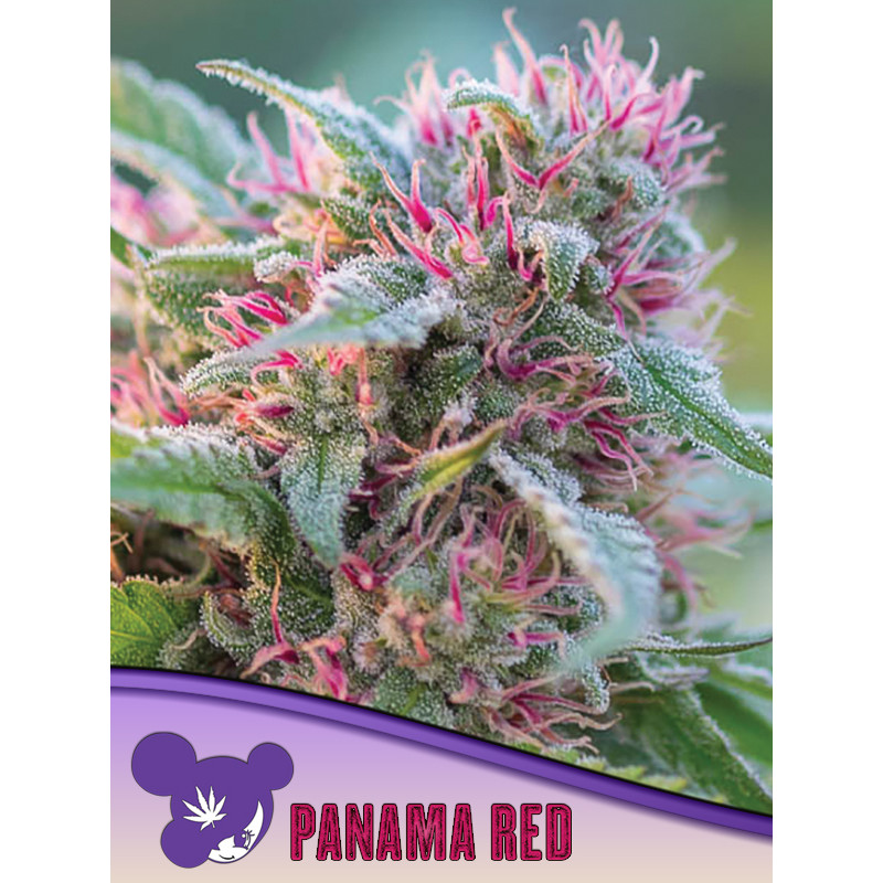 Panama Red - Féminisée - Anesia Seeds | ROOTS-SEEDS.FR