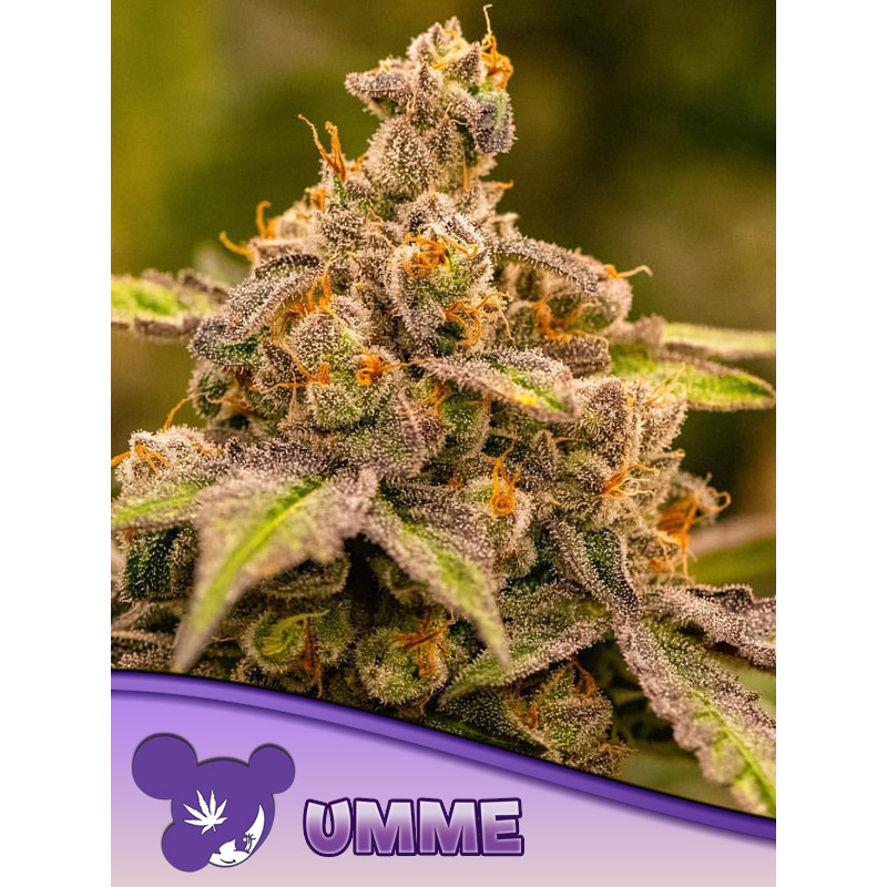 Umme - Féminisée - Anesia Seeds | ROOTS-SEEDS.FR