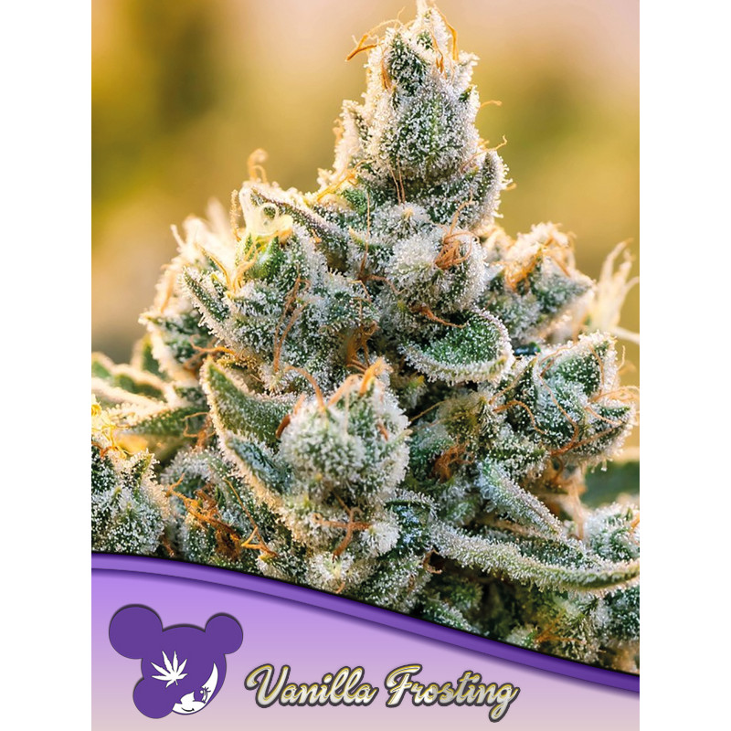 Vanilla Frosting - Féminisée - Anesia Seeds | ROOTS-SEEDS.FR
