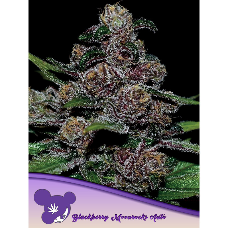 Blackberry Moonrocks - Autofloraison - Anesia Seeds | ROOTS-SEEDS.FR