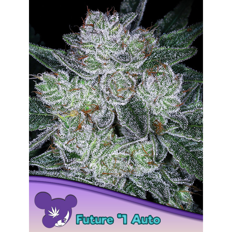 Future 1® - The Future of the Automobile - Autofloraison - Anesia Seeds | ROOTS-SEEDS.FR