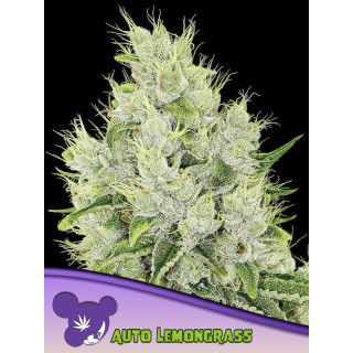 Lemongrass - Autofloraison - Anesia Seeds | ROOTS-SEEDS.FR