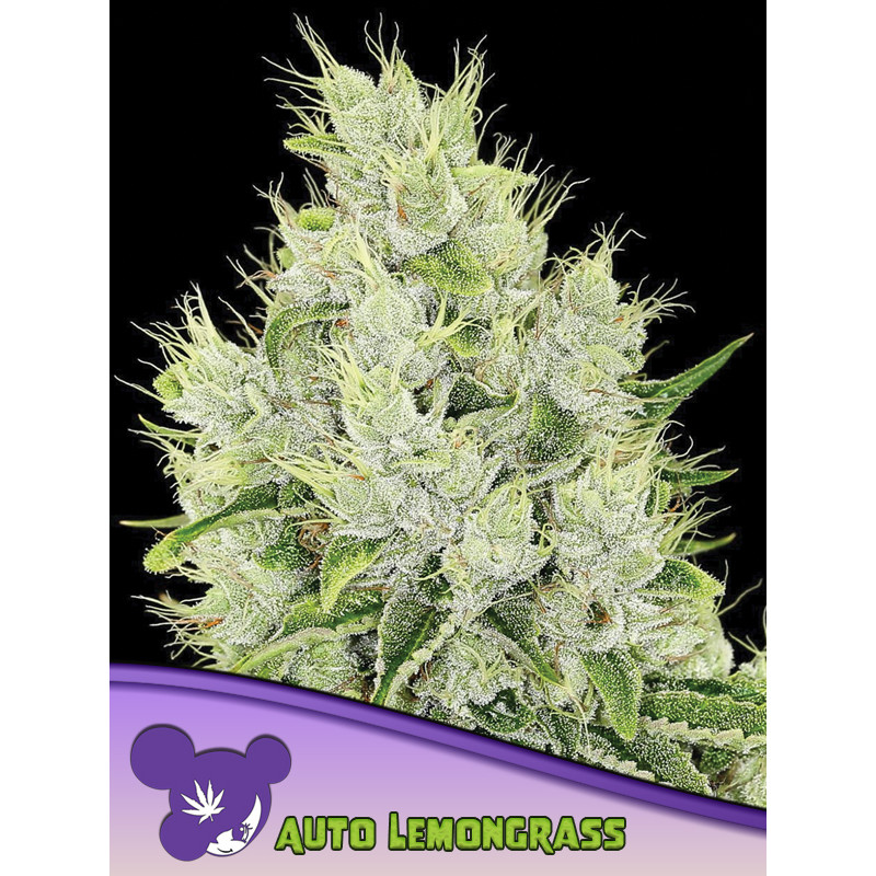 Lemongrass - Autofloraison - Anesia Seeds | ROOTS-SEEDS.FR