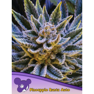 Pineapple Runtz - Autofloraison - Anesia Seeds | ROOTS-SEEDS.FR