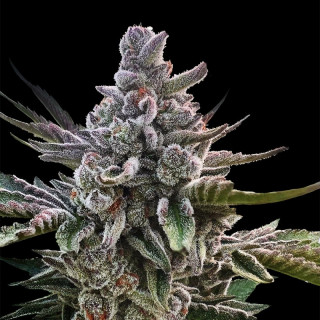 Acai Jelly - 1 - Silent Seeds