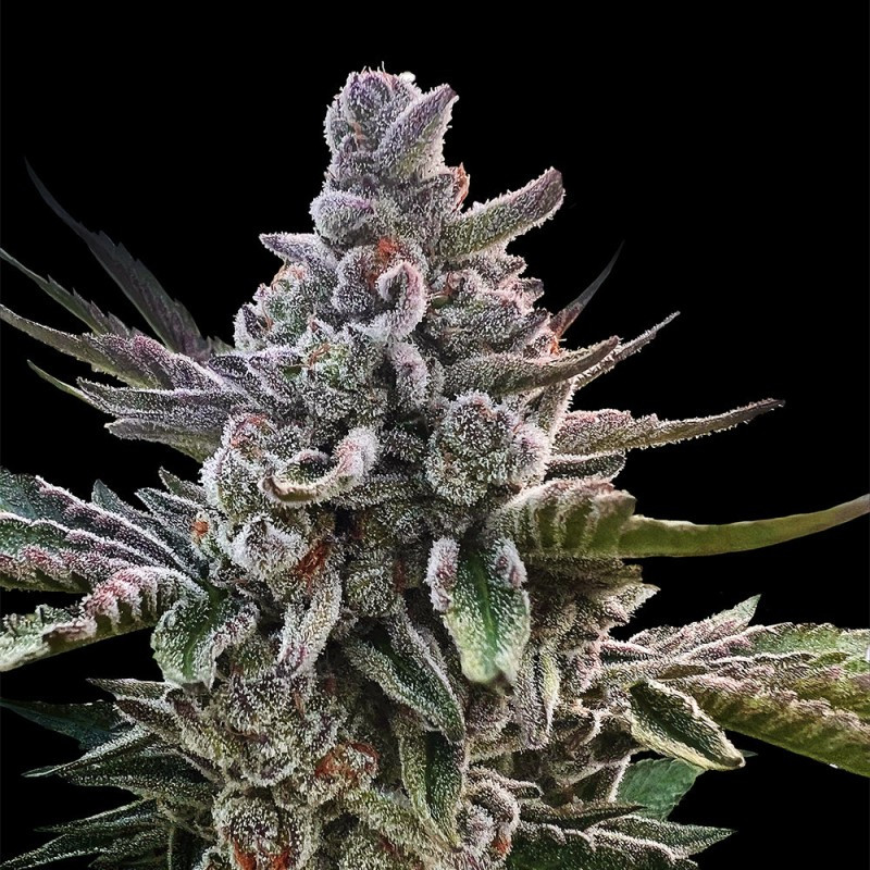 Acai Jelly - 1 - Silent Seeds