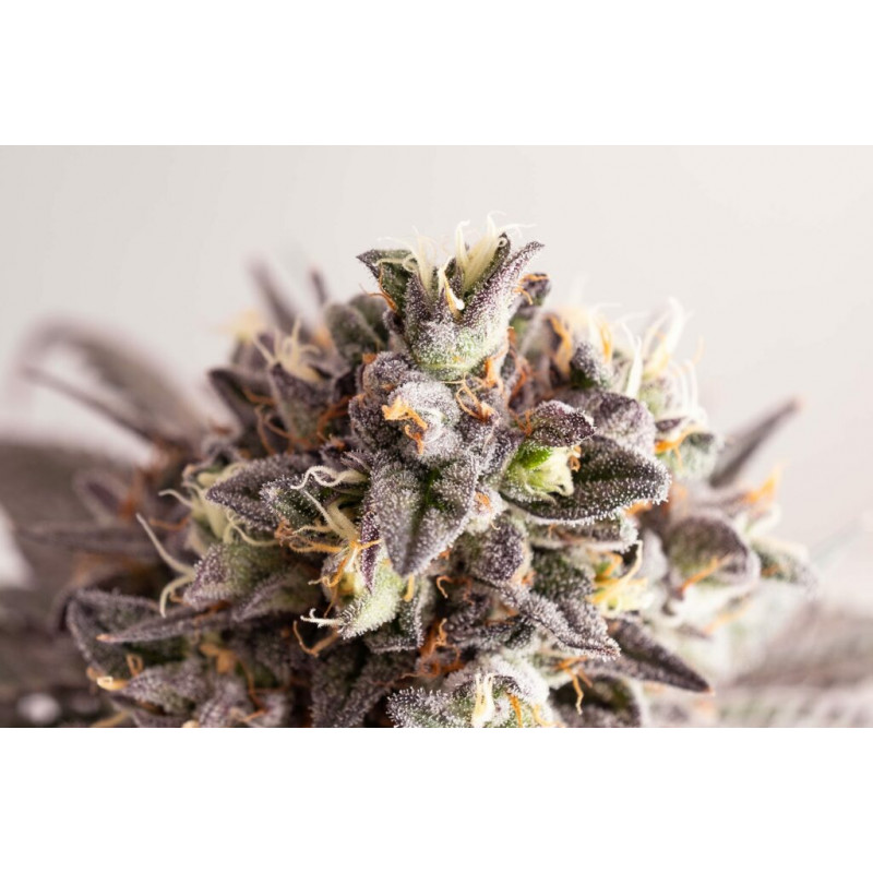 Gelato-K - Féminisée - Kannabia Seed Company | ROOTS-SEEDS.FR