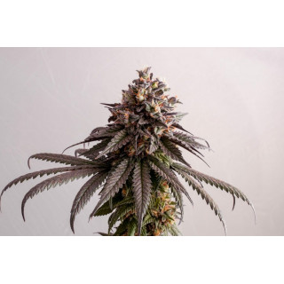 Gelato-K - Féminisée - Kannabia Seed Company | ROOTS-SEEDS.FR