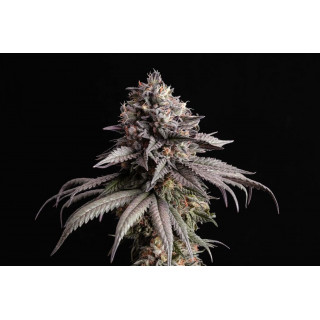 Gelato-K - Féminisée - Kannabia Seed Company | ROOTS-SEEDS.FR