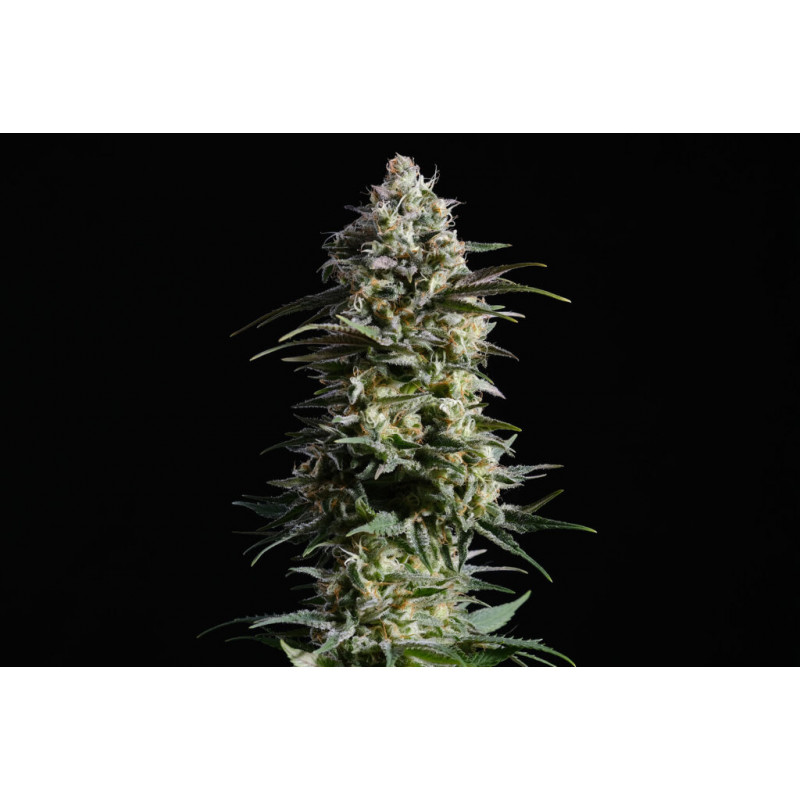 Pure Skunk Go Fast - Féminisée - Kannabia Seed Company | ROOTS-SEEDS.FR