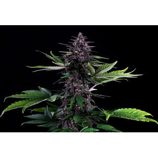 Swiss Dream Rosé CBD- Autofloraison - Kannabia Seed Company | ROOTS-SEEDS.FR