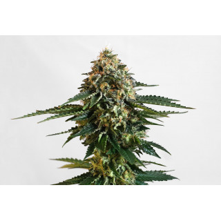 THCV - Féminisée - Kannabia Seed Company | ROOTS-SEEDS.FR