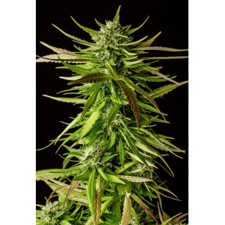 Dosidos - Féminisée - Kannabia Seed Company | ROOTS-SEEDS.FR