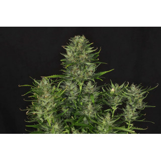 Dosidos - Autofloraison - Kannabia Seed Company | ROOTS-SEEDS.FR