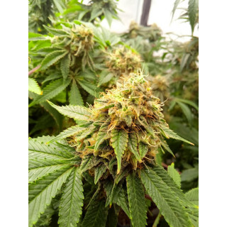 Amnesi-K Lemon - Féminisée - Kannabia Seed Company | ROOTS-SEEDS.FR