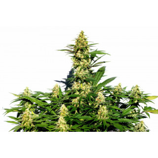 Amnesi-K Lemon - Féminisée - Kannabia Seed Company | ROOTS-SEEDS.FR