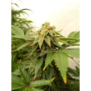 Amnesi-K Lemon - Féminisée - Kannabia Seed Company | ROOTS-SEEDS.FR