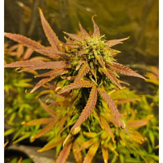 Kritikal-K - Féminisée - Kannabia Seed Company | ROOTS-SEEDS.FR