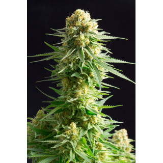 Kritikal-K - Féminisée - Kannabia Seed Company | ROOTS-SEEDS.FR
