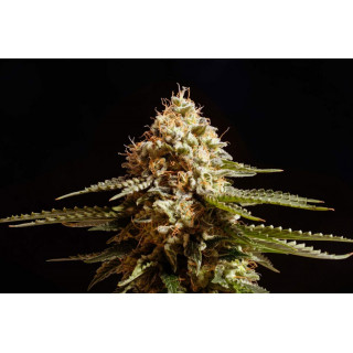 La Blanca - Féminisée - Kannabia Seed Company | ROOTS-SEEDS.FR