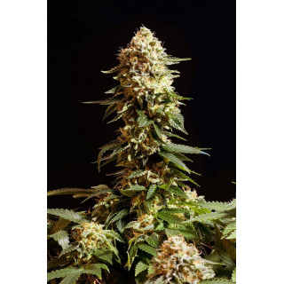 La Blanca - Féminisée - Kannabia Seed Company | ROOTS-SEEDS.FR