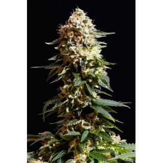 La Blanca - Féminisée - Kannabia Seed Company | ROOTS-SEEDS.FR