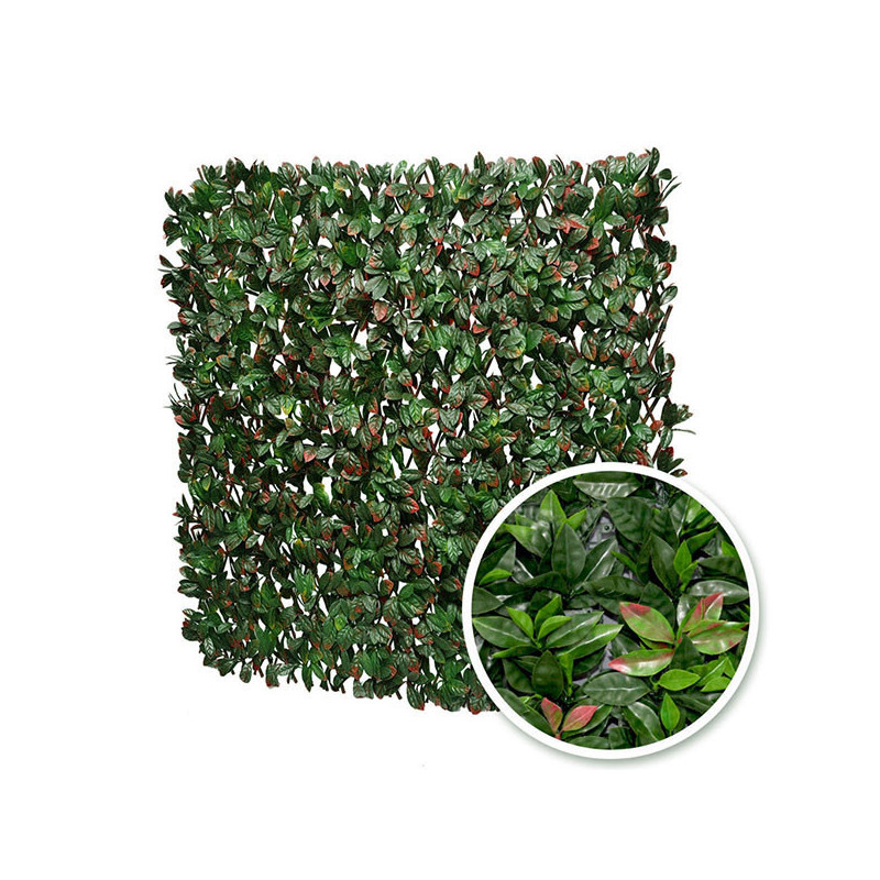 Photinia Photinia