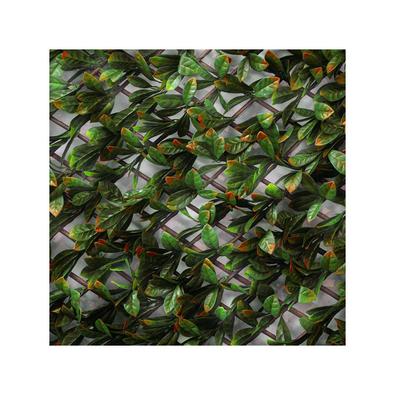 Photinia - Treillis Extensibles En Bois De Saule Photinia - Treillis Extensibles En Bois De Saule