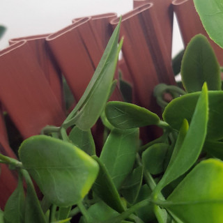 Ficus - Treillis Extensibles PVC