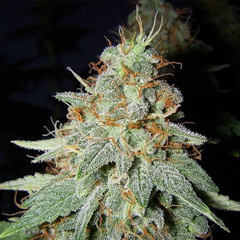 Big buddha cheese Originale
