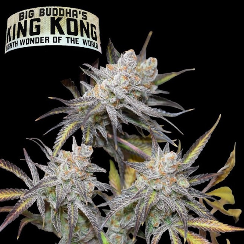 King kong féminisée big buddha seeds