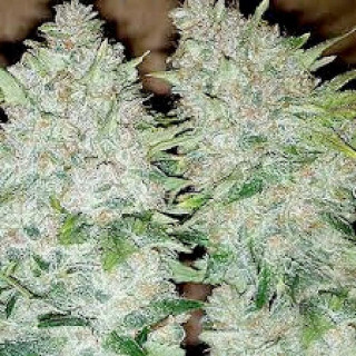Buddha haze big buddha seeds - féminisée