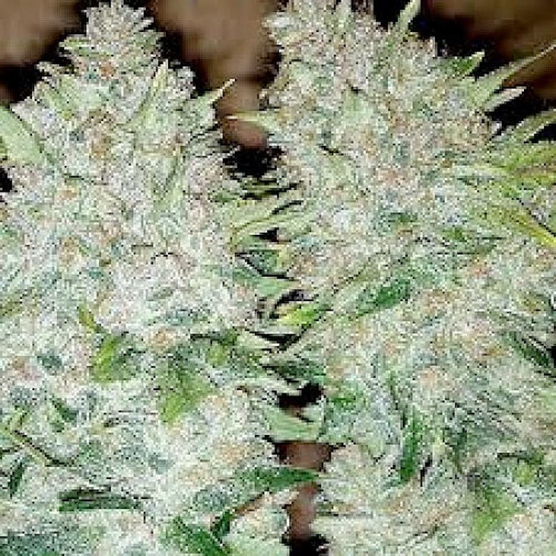 Buddha haze big buddha seeds - féminisée