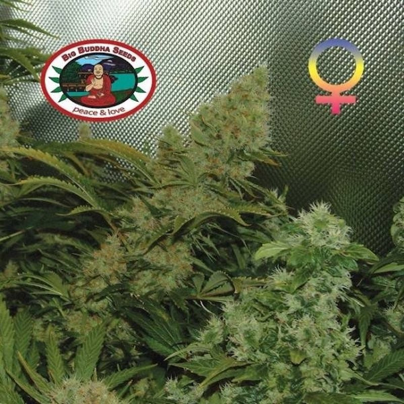 Bubble cheese féminisée - big buddha seeds