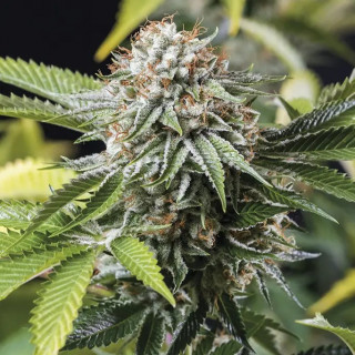 Mango Sapphire - Féminisée - Humboldt Seed