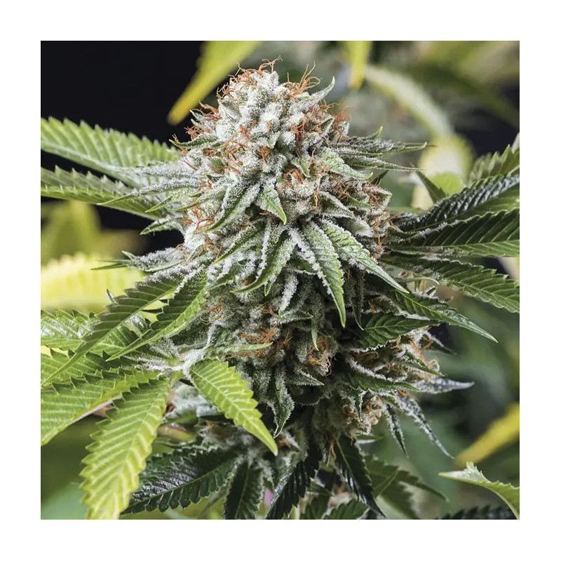 Mango Sapphire - Féminisée - Humboldt Seed