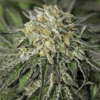 Amherst Sour Diesel - Féminisée - Humboldt Seed