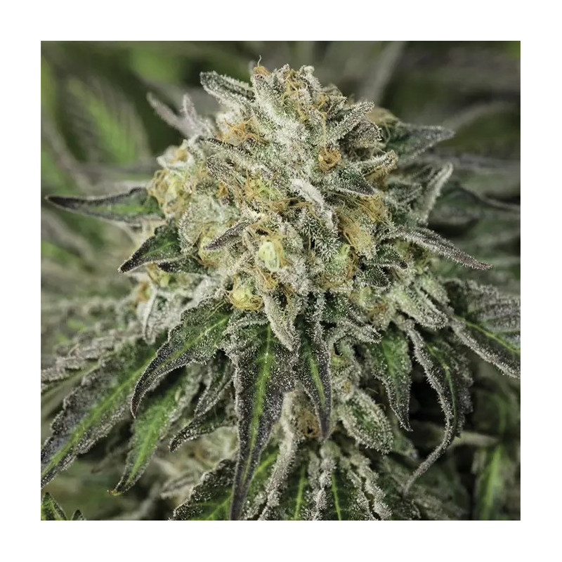 Amherst Sour Diesel - Féminisée - Humboldt Seed