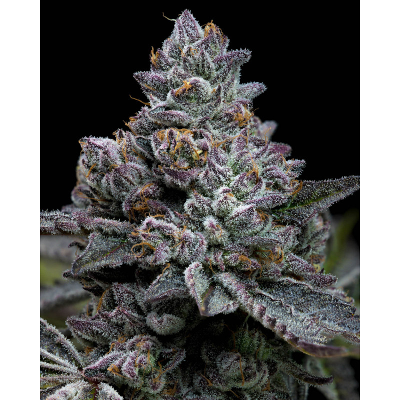 Apple Fritter - Barney's Farm