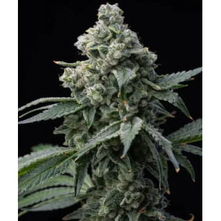 Bruce Banner - Barney's Farm