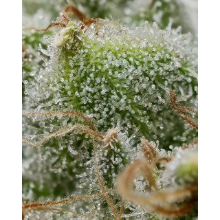 Bruce Banner - Barney's Farm
