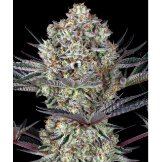 Dos Si Dos - Barney's Farm