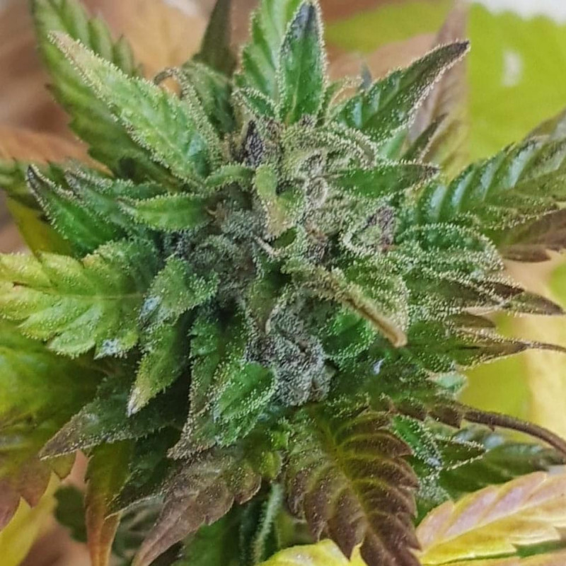 Purple Kush - Féminisée - FCD Seeds - Graines de Collection Purple Kush - Féminisée - FCD Seeds - Graines de Collection