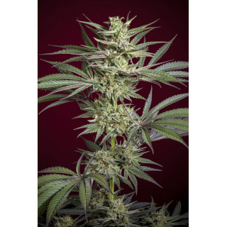 Juanita la Lagrimosa - Féminisée - Reggae Seeds - Graines de Collection