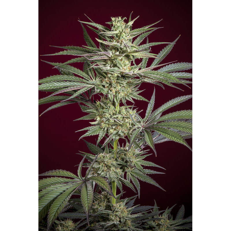 Juanita la Lagrimosa - Féminisée - Reggae Seeds - Graines de Collection