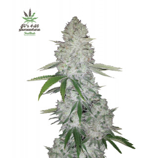 Gorilla - Autofloraison - FastBuds
