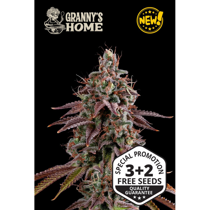 Granny’s Home - Fem - Seed Stockers Granny’s Home - Fem - Seed Stockers