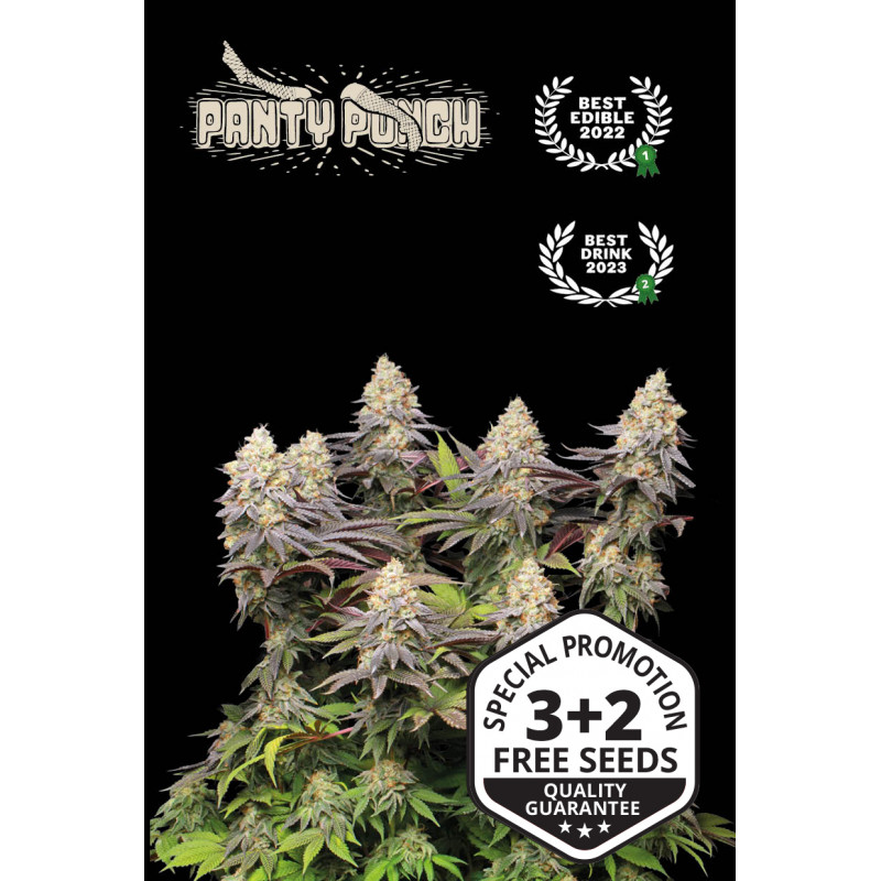 Panty Punch - Fem - Seed Stockers Panty Punch - Fem - Seed Stockers